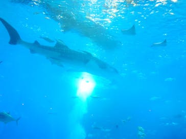 沖縄美ら海水族館に投稿された画像（2025/8/2）