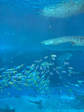 沖縄美ら海水族館に投稿された画像（2025/8/2）
