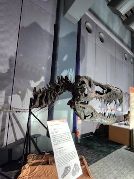 巨大恐竜展2025に投稿された画像（2025/8/2）