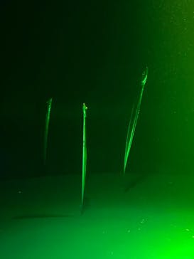 サンシャイン水族館に投稿された画像（2025/8/2）