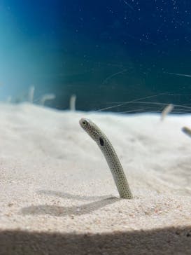 アクアワールド茨城県大洗水族館に投稿された画像（2025/8/2）
