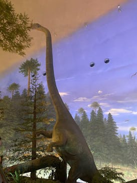 福井県立恐竜博物館に投稿された画像（2025/8/2）