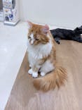 Cat Café MOFF イオンモール豊川店に投稿された画像（2025/8/2）
