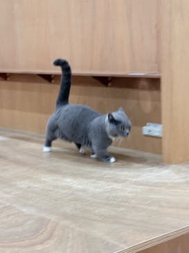 Cat Café MOFF イオンモール豊川店に投稿された画像（2025/8/2）