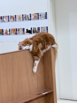 Cat Café MOFF イオンモール豊川店に投稿された画像（2025/8/2）