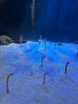 名古屋港水族館に投稿された画像（2025/8/2）