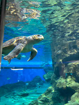 名古屋港水族館に投稿された画像（2025/8/2）