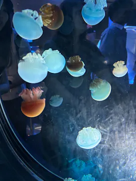 名古屋港水族館に投稿された画像（2025/8/2）