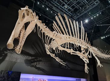 福井県立恐竜博物館に投稿された画像（2025/8/2）