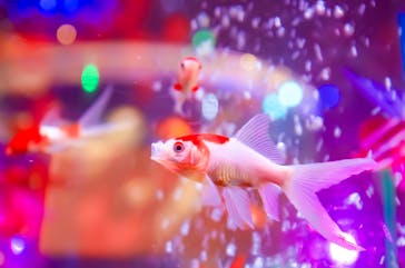 錦鯉・金魚アクアリウム in ときメッセに投稿された画像（2025/8/2）