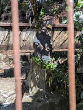 恩賜上野動物園に投稿された画像（2025/8/2）