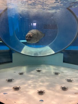 のとじま水族館に投稿された画像（2025/8/2）