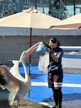 大分マリーンパレス水族館 「うみたまご」に投稿された画像（2025/8/3）