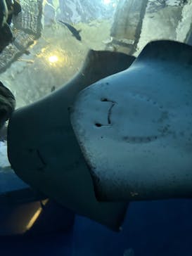 大分マリーンパレス水族館 「うみたまご」に投稿された画像（2025/8/2）