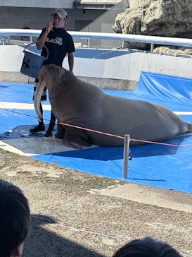 大分マリーンパレス水族館 「うみたまご」に投稿された画像（2025/8/2）