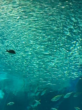 マリンワールド海の中道に投稿された画像（2025/8/2）