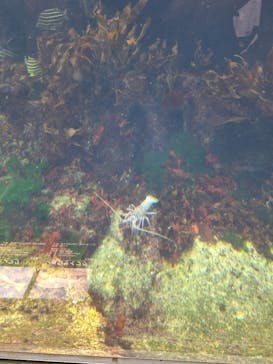 アクアワールド茨城県大洗水族館に投稿された画像（2025/8/2）