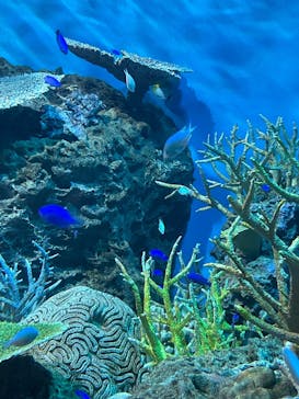 アクアワールド茨城県大洗水族館に投稿された画像（2025/8/2）