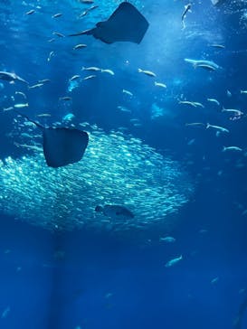 アクアワールド茨城県大洗水族館に投稿された画像（2025/8/2）