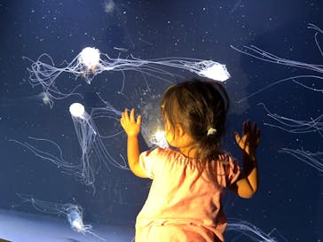 サンシャイン水族館に投稿された画像（2025/8/3）