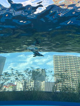 サンシャイン水族館に投稿された画像（2025/8/3）