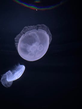 サンシャイン水族館に投稿された画像（2025/8/3）