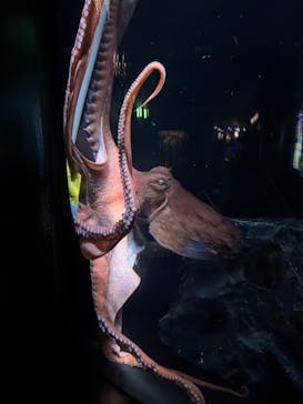 サンシャイン水族館に投稿された画像（2025/8/3）