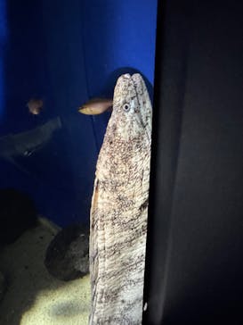 サンシャイン水族館に投稿された画像（2025/8/3）