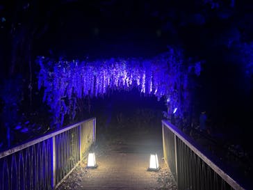 ニジゲンノモリに投稿された画像（2025/8/3）