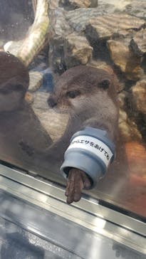 大分マリーンパレス水族館 「うみたまご」に投稿された画像（2025/8/3）