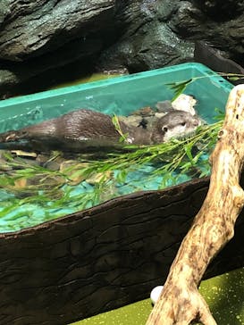竹島水族館に投稿された画像（2025/8/3）