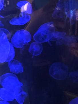 竹島水族館に投稿された画像（2025/8/3）