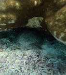 宮古島 ADVENTURE PiPi（ミヤコジマ アドベンチャー ピピ）に投稿された画像（2025/8/3）