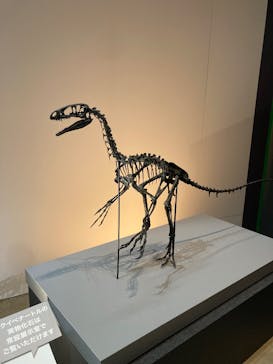福井県立恐竜博物館に投稿された画像（2025/8/3）