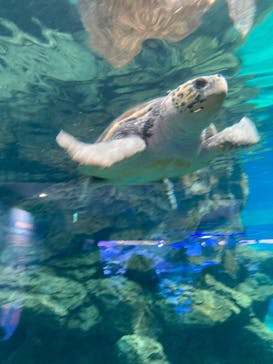 名古屋港水族館に投稿された画像（2025/8/3）
