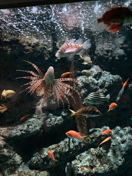 名古屋港水族館に投稿された画像（2025/8/3）