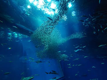 アクアワールド茨城県大洗水族館に投稿された画像（2025/8/3）