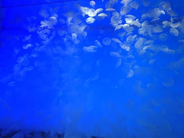 アクアワールド茨城県大洗水族館に投稿された画像（2025/8/3）