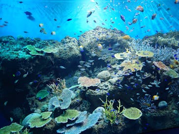 アクアワールド茨城県大洗水族館に投稿された画像（2025/8/3）