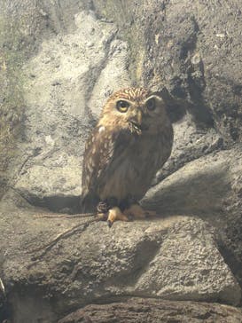 伊豆シャボテン動物公園に投稿された画像（2025/8/3）