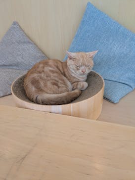 Cat Café MOFF グランベリーパーク店に投稿された画像（2025/8/3）