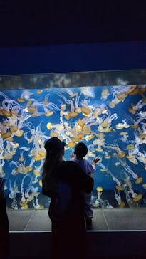 新江ノ島水族館に投稿された画像（2025/8/3）