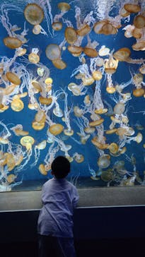 新江ノ島水族館に投稿された画像（2025/8/3）