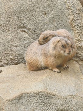 神戸どうぶつ王国×有馬街道温泉すずらんの湯に投稿された画像（2025/8/3）