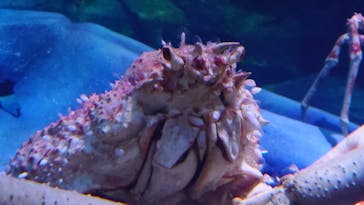 竹島水族館に投稿された画像（2025/8/3）