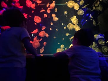 名古屋港水族館に投稿された画像（2025/8/3）