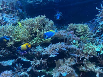 マクセル アクアパーク品川に投稿された画像（2025/8/3）