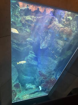 大分マリーンパレス水族館 「うみたまご」に投稿された画像（2025/8/3）