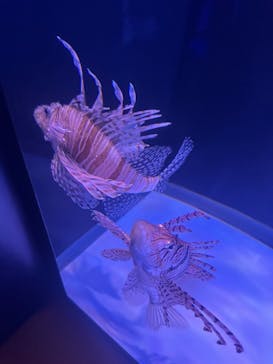 大分マリーンパレス水族館 「うみたまご」に投稿された画像（2025/8/3）