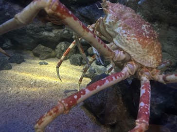 大分マリーンパレス水族館 「うみたまご」に投稿された画像（2025/8/3）